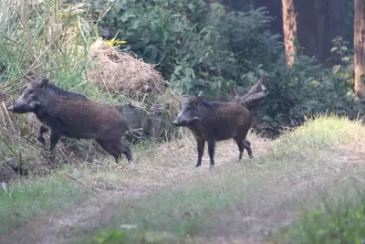 taking measures to push back wild boars to nearby forests  wildlife department