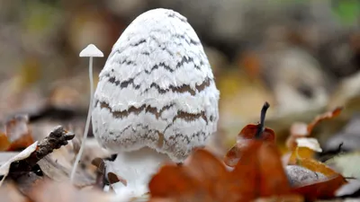 from farm to fortune  nazish rashid s mushrooming success