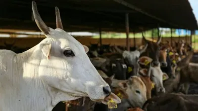 3 bovine smuggling attempts foiled in udhampur