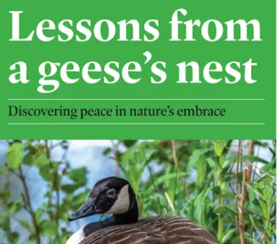 lessons from a geese s nest