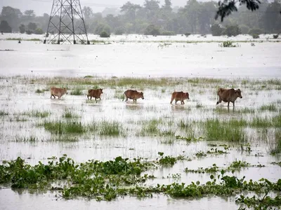assam floods  92 animals dead  95 rescued in kaziranga national park