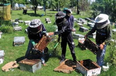 beekeeping in j k  a sweet opportunity for aspiring entrepreneurs