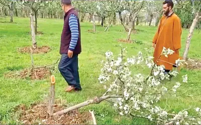 dozens of apple trees axed in sopore  police file case