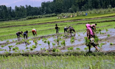 blocked canal in pulwama village hampers farmland irrigation