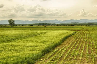 safety cover for crops