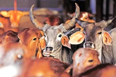 36 persons booked in bovine smuggling cases