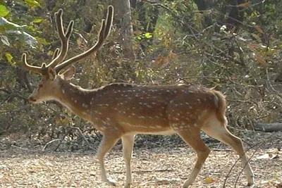 hangul   a threatened deer species