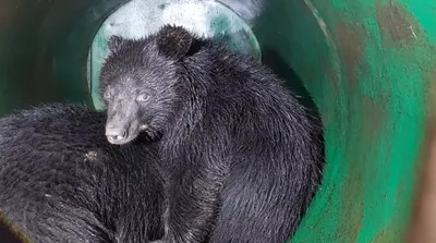 video   wildlife department captures bear  two cubs in ganderbal