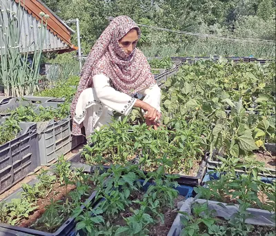 from setbacks to success  asiya akbar’s rise as a progressive farmer