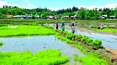 paddy plantation under full swing in kupwara