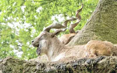 markhor  preserve world’s largest goat in j k