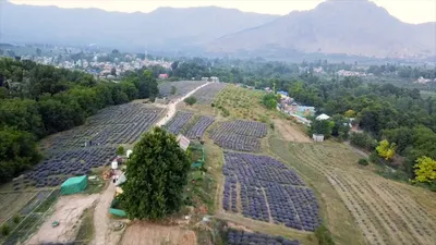 a lavender farm spread over 620 kanals of land in sirhama anantnag is drawing huge attention