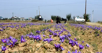 dry spell hits kashmir s purple gold