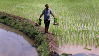 irrigation water shortage