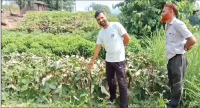 vegetables  flowering plants damaged due to poisonous chemical