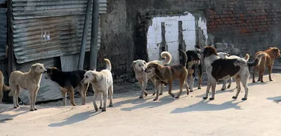 stray dogs on prowl at residency road