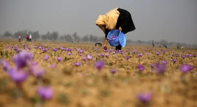 saffron in peril  kashmir s golden harvest threatened by global warming