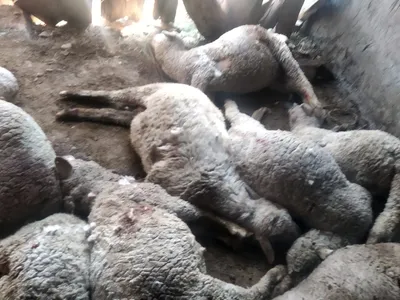 12 sheep killed in landslide at handwara