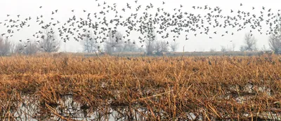 high court asks amicus curie to file response to govt report on wetlands