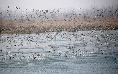 migratory birds flock to kashmir wetlands to keep centuries old tryst