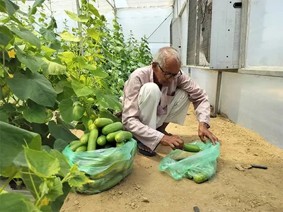 j k  polyhouse farming revolutionizes crop yields in udhampur under govt s hadp initiative