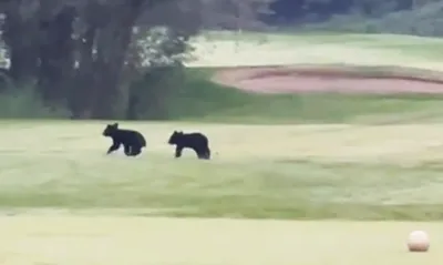 bears on the golf course 