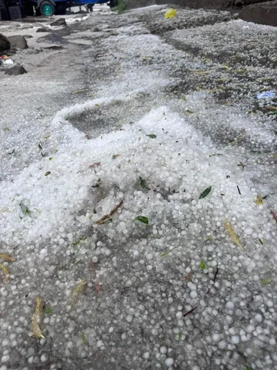 hailstorm damages apple orchards in south kashmir