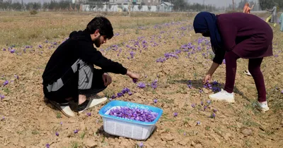 saffron cultivators witness decline in production amid erratic weather