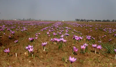 amid bloom  pampore’s saffron fields draw huge crowd of tourists