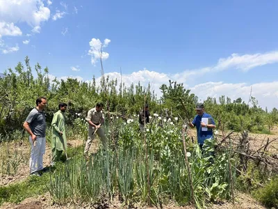 police destroy poppy cultivation in baramulla