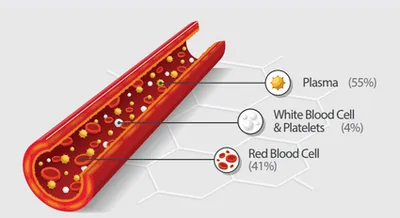 the cholesterol story