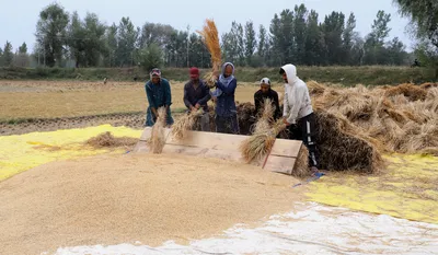 in frames  kashmiris harvest rice crop amid dwindling paddy land