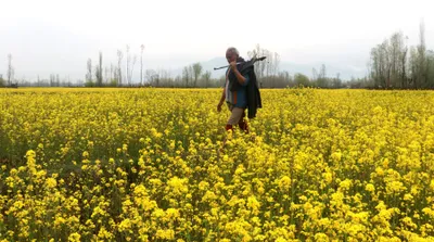 in pictures  mustard blooms paint landscapes yellow in kashmir  signal onset of spring
