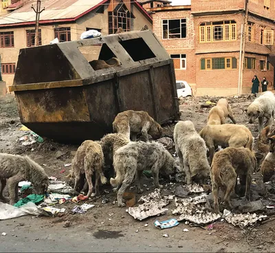 unscientific garbage disposal   environment damages  dog menace