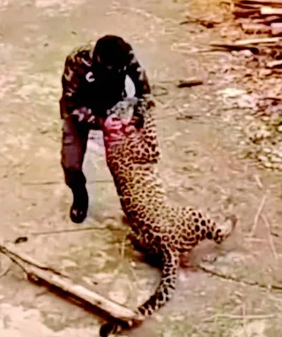 4 injured in leopard attack in ganderbal