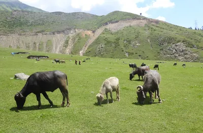 guardians of the himalayas