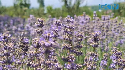 ‘purple economy’  lavender farming in kashmir