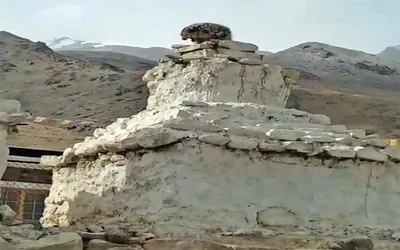 feral dogs pose threat to elusive snow leopards in ladakh