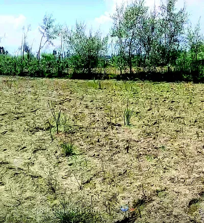 lack of irrigation facilities hits paddy crop in sopore villages