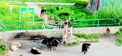stray dog menace leaves jawahar nagar residents on edge