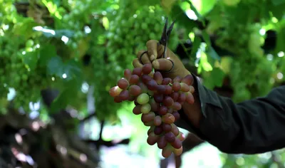 kashmir’s grape village  repora thrives with bumper harvest