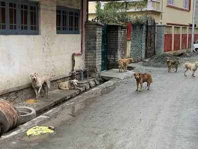 minor injured in stray dog attack in sopore village