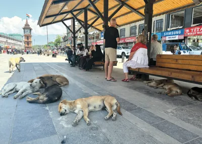 srinagar grapples with escalating stray dog population