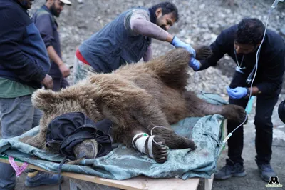 bears frequenting human garbage dumps in kashmir mostly eat plastic  chocolates  organic food waste  wildlife sos