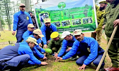 plantation drive carried out in sindh forest range kangan