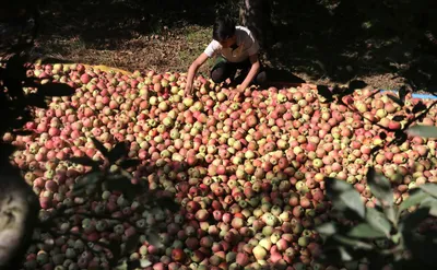 apple farmers in shopian battle devastating spider mite outbreak