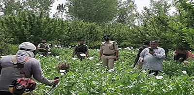 police launch poppy destruction drive in budgam