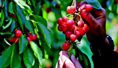 bittersweet harvest   cherry picking season in full swing  but prices sour the joy