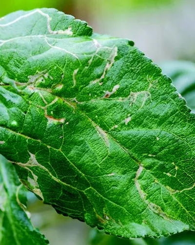 pest invasion   leaf miner plague strikes south kashmir’s apple orchards