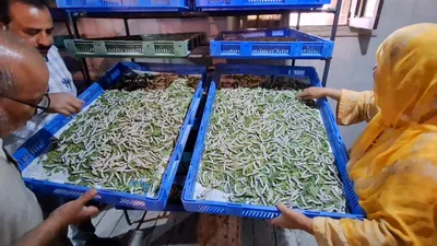 from seed to silk  sericulture department s craft of breeding and rearing silkworms